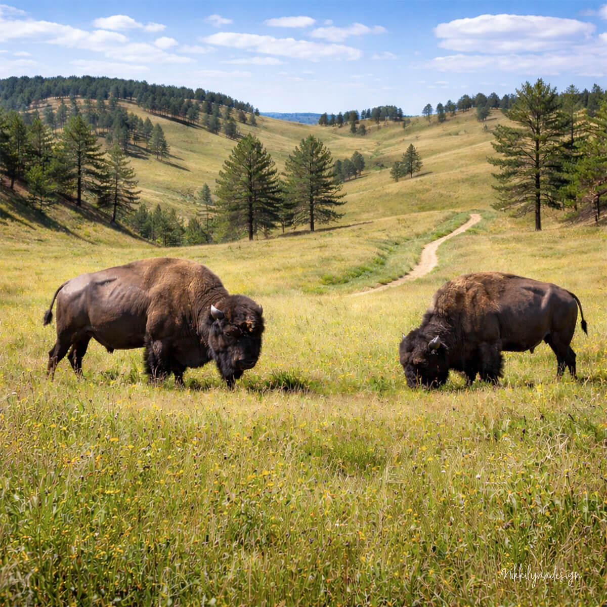 Bison grazing on prairie grasslands in Wind Cave National Park South Dakota